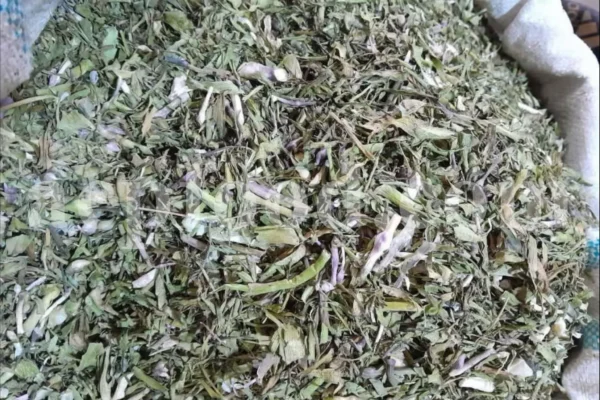 Dried Bon Sorkh leaves and aerial parts