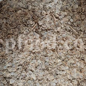 Ferula ammoniacum seeds for export