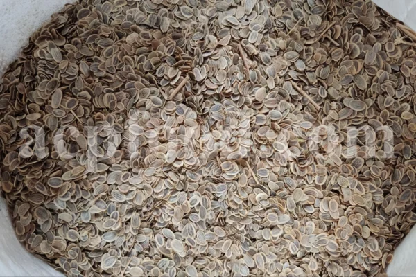 Ferula ammoniacum seeds for export